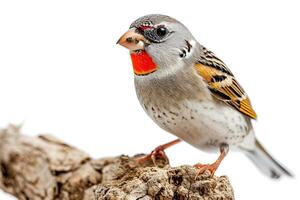 Zebra Finch Standing on the root isolated on white background photo