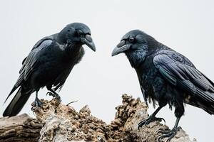 A Couple of Crows Standing in Studio photo