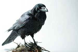 The Crows Standing in Studio photo