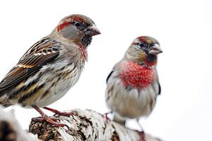 a couple finch standing on the root in the studio photo