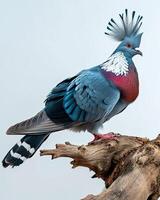 victoria crowned pigeon standing on the root in the studio photo