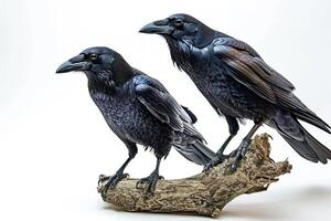 A Couple of Crows Standing in Studio photo