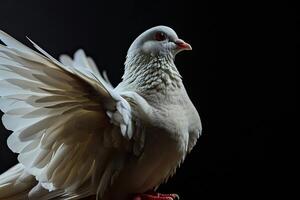 dove flap the wing in the studio photo