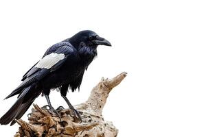 The Crows Standing in Studio photo