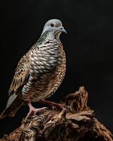 the Spotted Dove standing on small root, portrait view, dark background photo