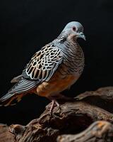 the Spotted Dove standing on small root, portrait view, dark background photo