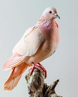 the Pink Pigeon photo