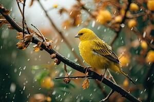 Canary Bird in rainfall photo