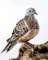 the Spotted Dove standing on small root, portrait view, white copy space on right, photo