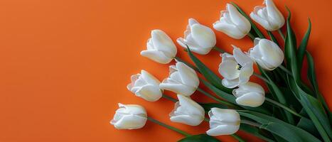 Bouquet of White Tulips on Orange Background photo