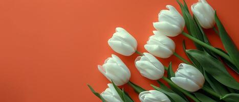 White Tulips on Orange Background photo