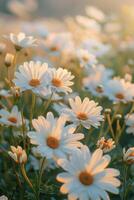 Field of White Daisies in Sunlight photo