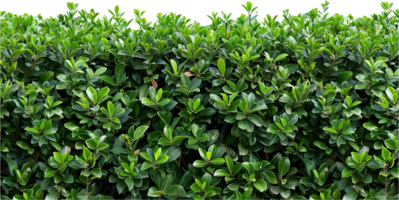Lush Green Hedge. png