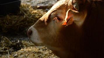 Head of ox, calf or cow eating in a barn with straw in a cattle fair video