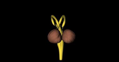 Cerebellum, amygdala and medulla oblongata of nervous system of human body video