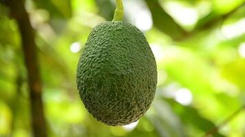 Avocado in tree video