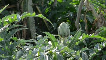 kronärtskocka i gren av växt i en jordbruks plantage redo för skörd video