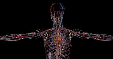 Superior part of circulatory system complete of a human body in rotation video