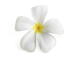 frangipani flower, transparent background png