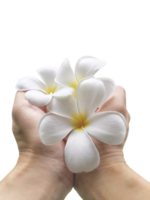 frangipani fiore nel mano, trasparente sfondo png