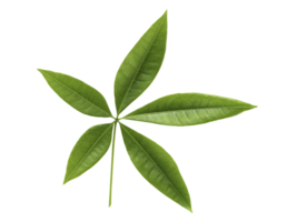 Fresh green leaves branch, transparent background png