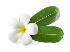 Frangipani Blumen mit Blätter, transparent Hintergrund png