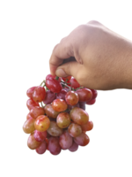 grain de raisin fruit dans main, transparent Contexte png