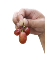 grain de raisin fruit dans main, transparent Contexte png