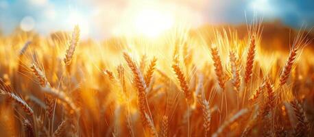 Sunlit Wheat Field Close-Up photo