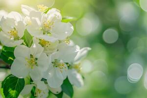 racimo de blanco flores con verde hojas foto
