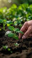Hand Reaching for Plant in Dirt photo