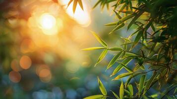 Sun Shining Through Bamboo Tree Leaves photo