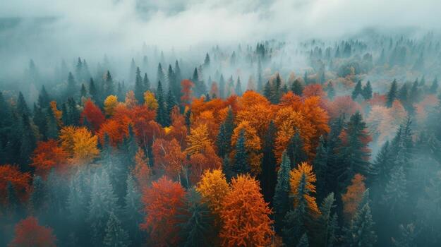 Aerial View of Autumn Forest photo