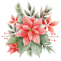 Watercolor Hand drawn illustration Christmas compositions with poinsettia flowers bouquet for holiday invitation, card design clipart print new year decor for print, label, invitation design png