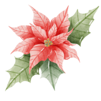 Watercolor Hand drawn illustration Christmas compositions with poinsettia flowers bouquet for holiday invitation, card design clipart print new year decor for print, label, invitation design png