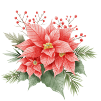 aguarela mão desenhado ilustração Natal composições com poinsétia flores ramalhete para feriado convite, cartão Projeto clipart impressão Novo ano decoração para imprimir, rótulo, convite Projeto png