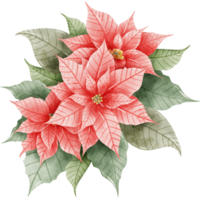 Watercolor Hand drawn illustration Christmas compositions with poinsettia flowers bouquet for holiday invitation, card design clipart print new year decor for print, label, invitation design png