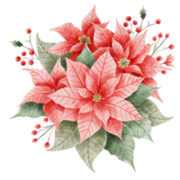 Watercolor Hand drawn illustration Christmas compositions with poinsettia flowers bouquet for holiday invitation, card design clipart print new year decor for print, label, invitation design png