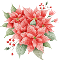 Watercolor Hand drawn illustration Christmas compositions with poinsettia flowers bouquet for holiday invitation, card design clipart print new year decor for print, label, invitation design png