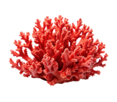 vibrante vermelho coral crescendo embaixo da agua png