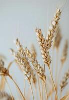 Close Up of a Bunch of Wheat photo