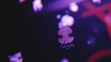 Quickly moving translucent light color jellyfish and dark background video