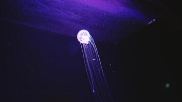 lysande transparent manet långsamt flyter djup under vatten i de strålar av ljus. video