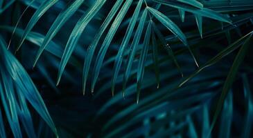 Close Up of Palm Tree Leaves photo
