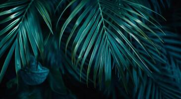 Close Up of Palm Tree Leaves photo