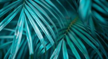 Close Up of Palm Tree Leaves photo