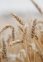 Close Up of a Bunch of Wheat photo