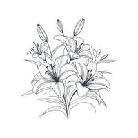 a drawing of lilies on a white background vector