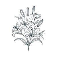 a drawing of lilies on a white background vector