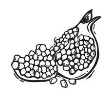 drawing of a pomegranate half and its halves with seeds. Botanical black and white illustration, hand drawn in linocut style. Drawing for packaging design, menus, recipes, postcards vector
